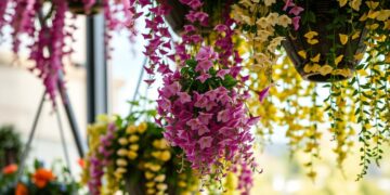 Kwiaty zwisające wieloletnie – gatunki, które zdobią balkon latami - Porady kwiaty zwisające wieloletnie